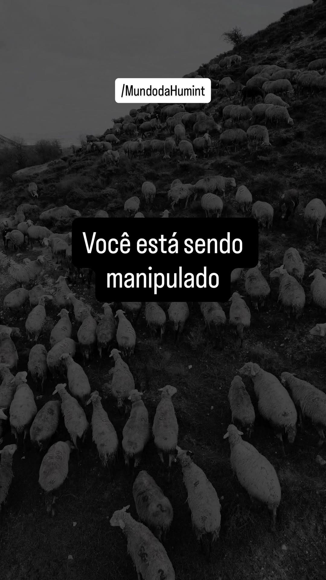 As redes sociais não mostram o mundo como ele é. Mostram apenas a versão que mantém você engajado, previsível e controlável.